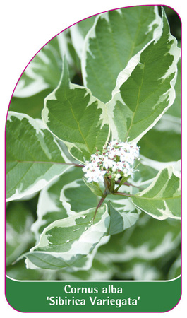 Cornus alba 'Sibirica Variegata'