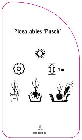 Picea abies 'Pusch'