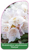 Rhododendron yakushimanum 'Makiyak'