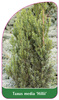 Taxus media 'Hillii'