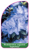 Rhododendron augustinii 'Saphirblau'