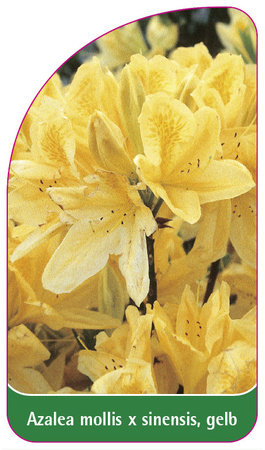 Azalea mollis x sinensis, gelb