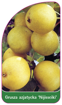 Grusza azjatycka 'Nijisseiki'