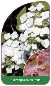 Hydrangea quercifolia