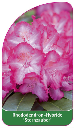 Rhododendron-Hybride 'Sternzauber'