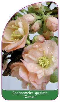 Chaenomeles speciosa 'Cameo'