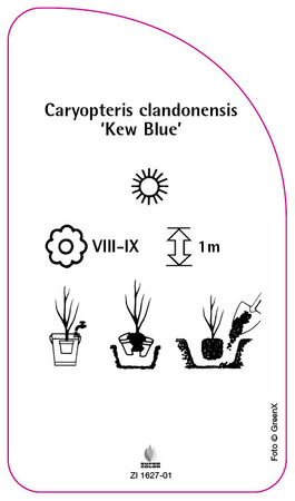 Caryopteris clandonensis 'Kew Blue'