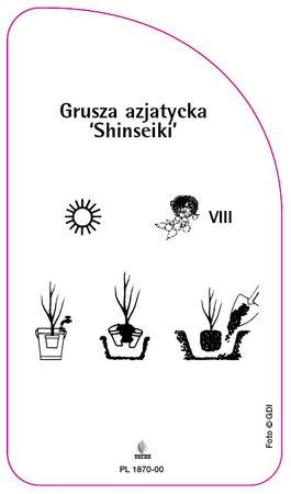 Grusza azjatycka 'Shinseiki'