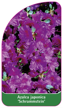 Azalea japonica 'Schrammstein'