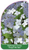 Hydrangea serrata 'Forget Me Not'