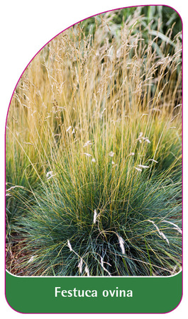 Festuca ovina