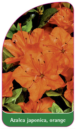 Azalea japonica, orange