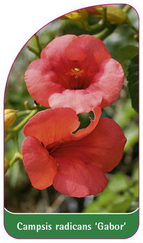 Campsis radicans 'Gabor'