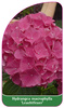 Hydrangea macrophylla 'Leuchtfeuer'