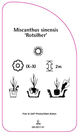 Miscanthus sinensis 'Rotsilber'