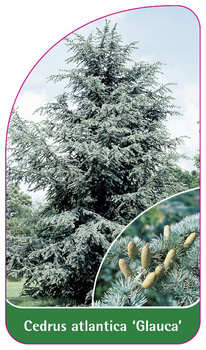 Cedrus atlantica 'Glauca'