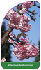 Viburnum bodnantense