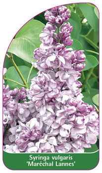 Syringa vulgaris 'Maréchal Lannes'