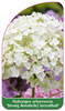 Hydrangea arborescens 'Strong Annabelle/Incrediball'