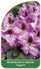 Rhododendron-Hybride 'Lugano'