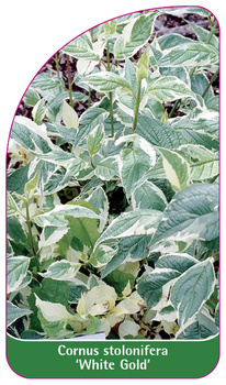 Cornus stolonifera 'White Gold'