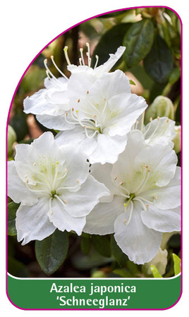 Azalea japonica 'Schneeglanz'