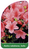 Azalea nakaharae, lachs