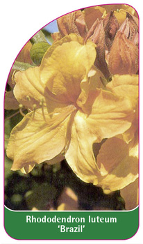Rhododendron luteum 'Brazil'
