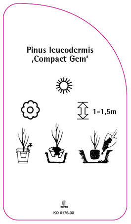 Pinus leucodermis 'Compact Gem'