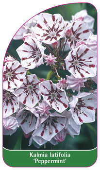 Kalmia latifolia 'Peppermint'
