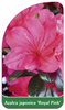 Azalea japonica 'Royal Pink'