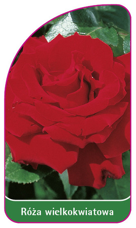 Velkokvětá růže č. 209