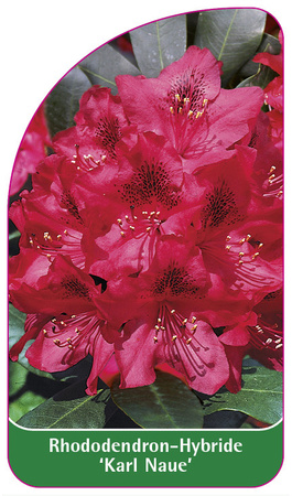 Rhododendron-Hybride 'Karl Naue'