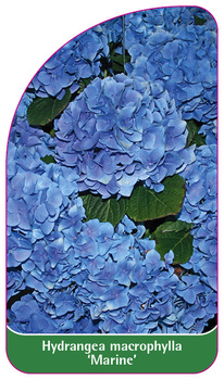 Hydrangea macrophylla 'Marine'