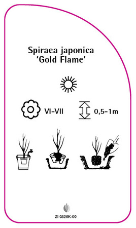 Spiraea japonica 'Gold Flame'