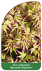 Acer palmatum 'Murasaki-Kiyohime'