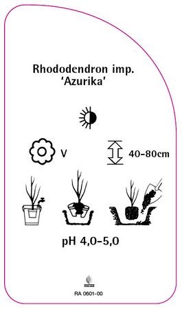 Rhododendron impeditum 'Azurika'