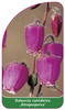 Daboecia cantabrica ,Atropurpurea'