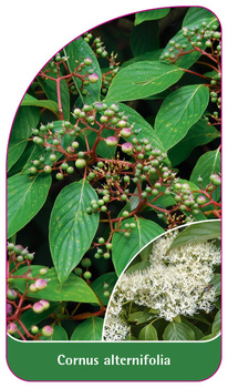 Cornus alternifolia