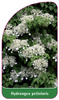 Hydrangea petiolaris