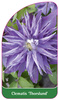 Clematis 'Thorslund'
