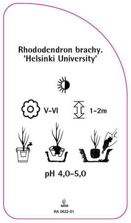 Rhododendron brachycarpum 'Helsinki University'