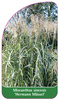 Miscanthus sinensis 'Hermann Müssel'