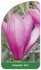 Magnolia 'Ann'