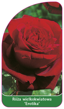 Róza wielkokwiatowa 'Erotika'