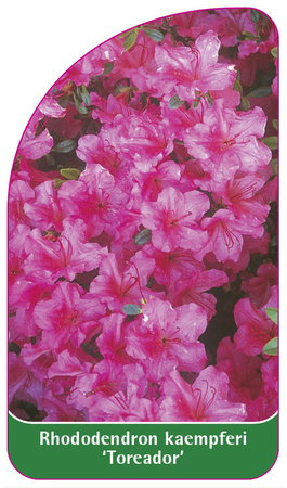 Rhododendron kaempferi 'Toreador'