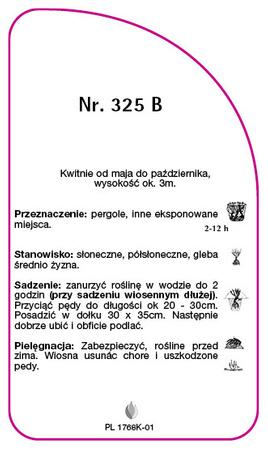 Róza pnąca Nr. 325 B