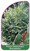 Prunus laurocerasus 'Rotundifolia'