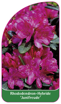 Rhododendron-Hybride 'Junifreude'