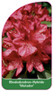 Rhododendron-Hybride 'Matador'